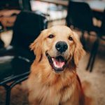 nourrir correctement son labrador : dosage et quantité des aliments