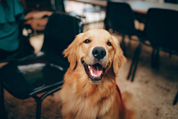 Labrador : comment bien les nourrir ?